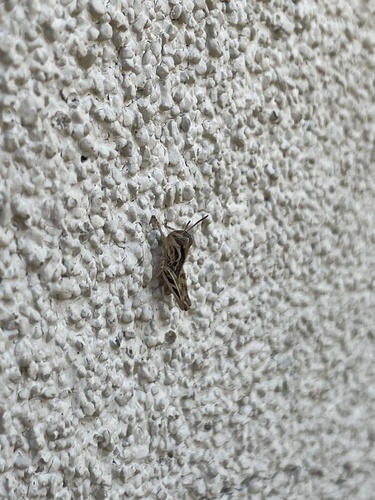 iNaturalist observation photo of Melanoplini