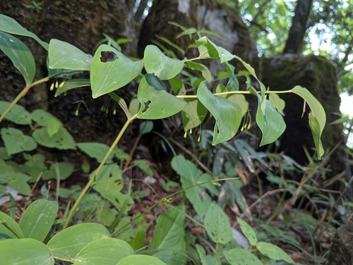 Polygonatum odoratum iNat (2)