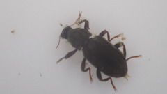 Stenelmis