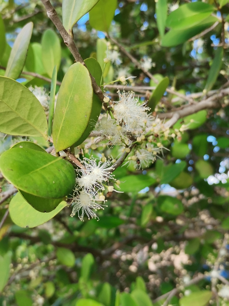 Eugenia astringens