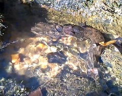 Desmognathus amphileucus