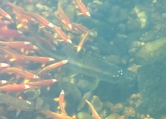 Nocomis leptocephalus