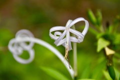 Exostema stenophyllum