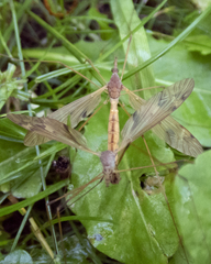 Tipula ultima
