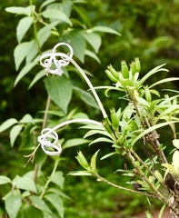 Exostema stenophyllum