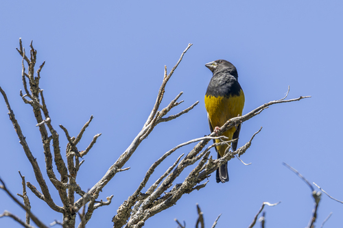 White-winged Grosbeak (Mycerobas carnipes), photo 7