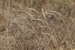 Tridens albescens