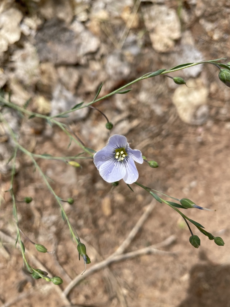 Linum usitatissimum