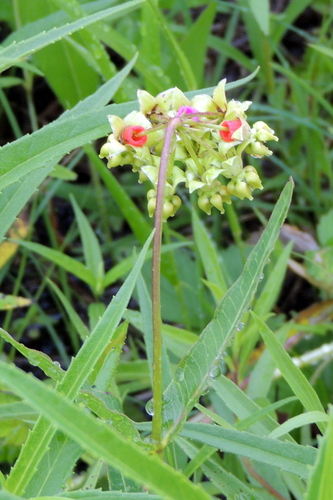 Mead's milkweed (Asclepias meadii)