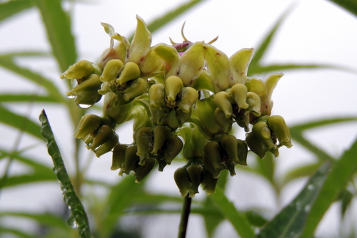 Asclepias meadii, photograph 4