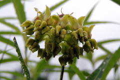 Asclepias meadii, photograph author not stated, no rights reserved