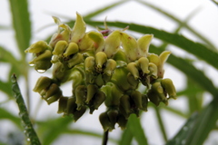 Asclepias meadii, photograph author not stated, no rights reserved