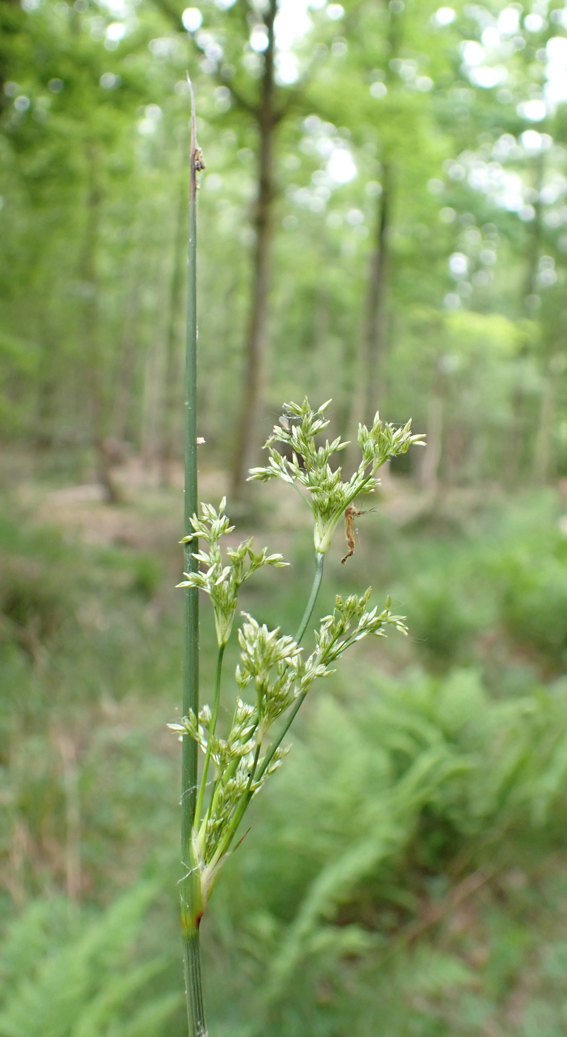 Diffuse Rush (Juncus ×)