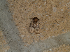 Meropleon diversicolor