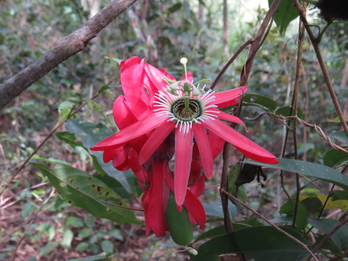 Image of Passiflora princeps by (c) Diogo Luiz, some rights reserved (CC BY)