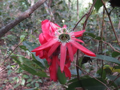 Passiflora princeps