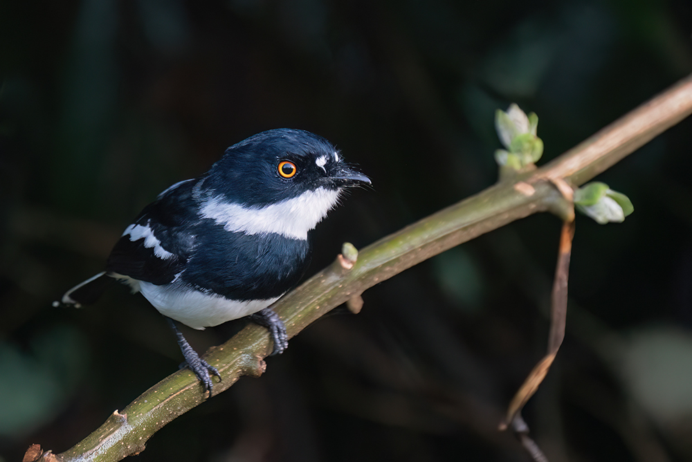 Rwenzori Batis photo