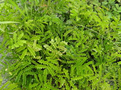 Paubrasilia echinata