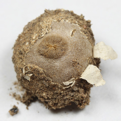 Tulostoma striatum