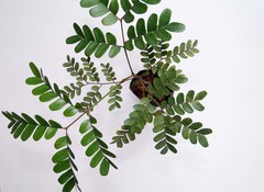 Paubrasilia echinata