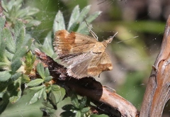 Pyrausta semirubralis