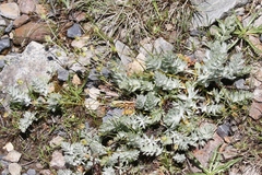 Potentilla breweri