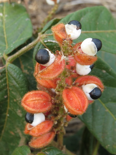 Image of Paullinia cupana by (c) Diogo Luiz, some rights reserved (CC BY)