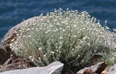 Artemisia albicans
