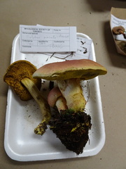 Boletus miniato-olivaceus
