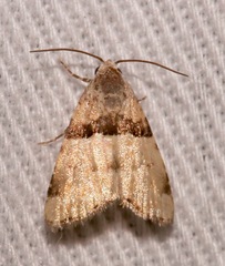 Cobubatha dividua