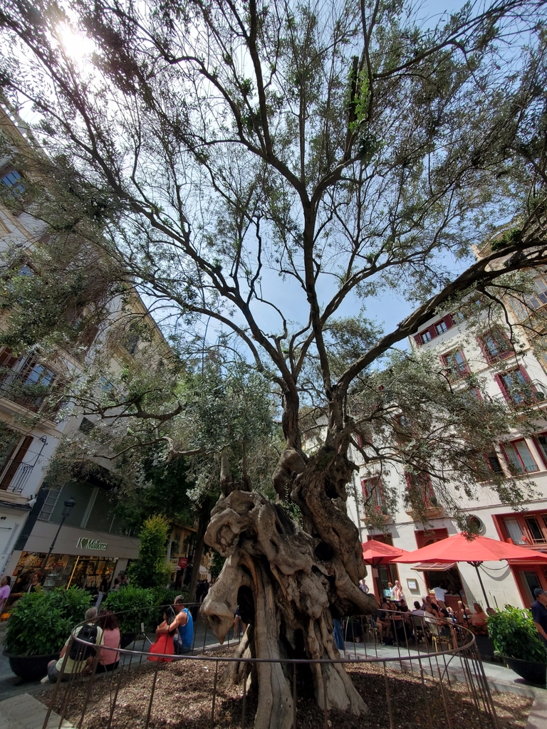 Olea europaea