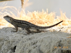 Sceloporus occidentalis