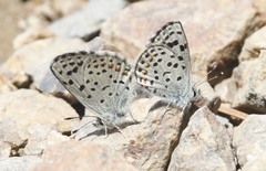 Euphilotes enoptes