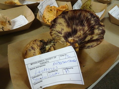 Lactarius repraesentaneus