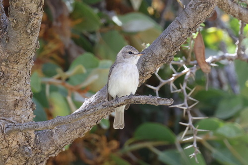 Gambaga Flycatcher (Muscicapa gambagae), photo 4