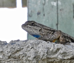 Sceloporus occidentalis