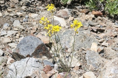 Erysimum perenne