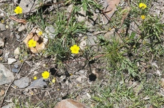 Potentilla breweri
