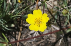 Potentilla breweri