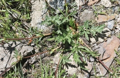 Potentilla breweri