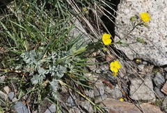 Potentilla breweri