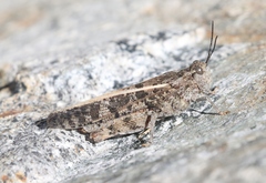 Cratypedes lateritius