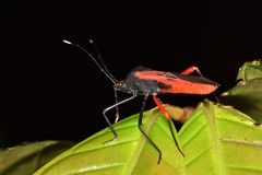 Leptoscelis excellens