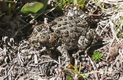 Anaxyrus canorus