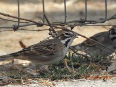 Chondestes grammacus