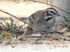 Chondestes grammacus