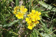 Ivesia lycopodioides