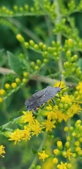 Hypselonotini