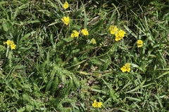 Ivesia lycopodioides