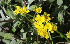 Ivesia lycopodioides